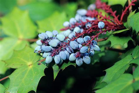 Oregon Grape Berries Photograph by Duncan Smith/science Photo Library ...