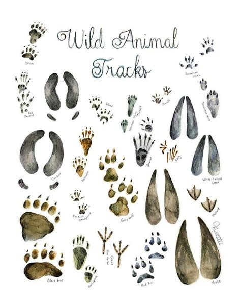 Print Wild Animal Tracks Watercolor Painting Art Mural - Etsy | Animal tracks, Animals wild, Animals