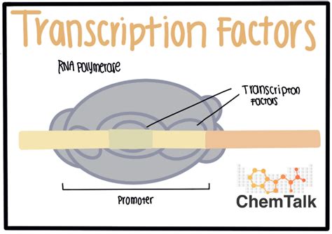 Transcription Factors | ChemTalk