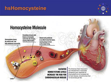 Predictive Biomarkers Virtual Workshop | ELISA/ACT