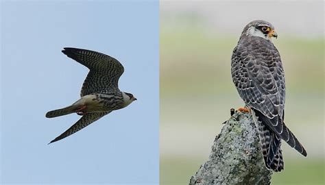 Fascinating Facts on the Falcon Family of Fowls