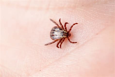 Home Tick Infestations: Hazards, Prevention, and Signs