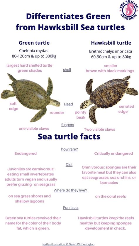 All about Green Turtles: Fun facts and FAQ - Diving liveaboard in ...