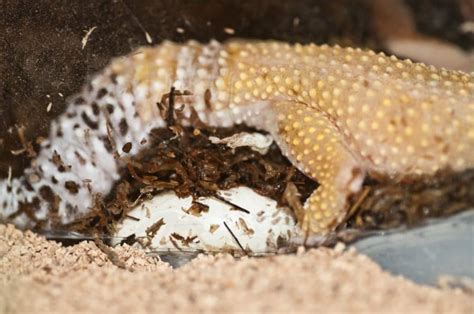 Leopard Gecko Eggs