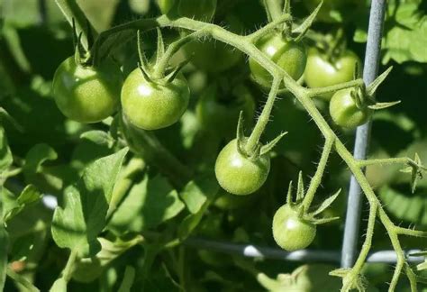 23 Top Indeterminate Tomato Varieties To Try! - Home Garden Vegetables