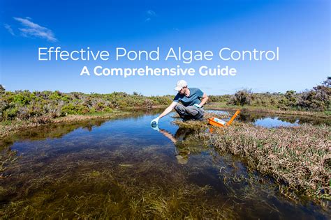 Effective Pond Algae Control: A Comprehensive Guide - The Weeders Digest