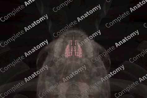 Ethmoidal Cells | Complete Anatomy