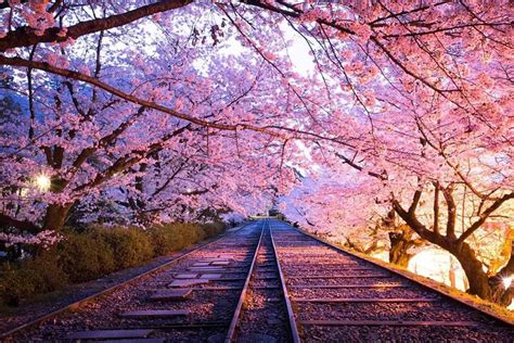 Japan Cherry Blossom Tour 2023 - The Best Cherry Blossom Spots in Kyoto