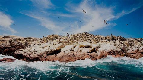 Paracas and Ballestas Islands: seals, penguins and mystery