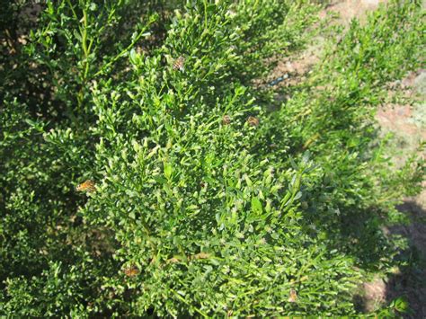 Castle Rock Farm: California Native Plants: Coyote Bush