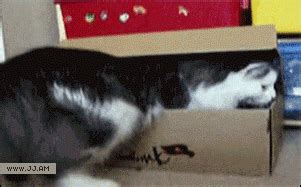 Funny Cat Box Gif