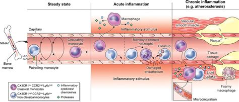 Elucidation of monocyte/macrophage dynamics and function by intravital ...