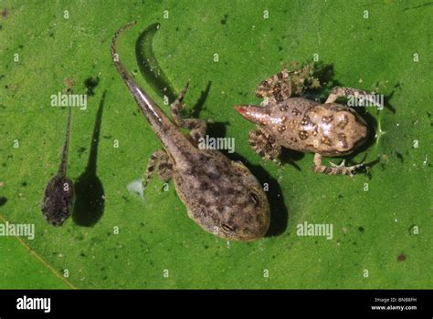 Xenopus Tadpole Stages