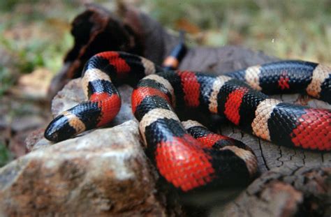 8 Small Pet Snakes for Beginners - PetHelpful