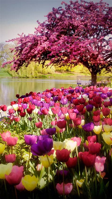 Beautiful Flower Garden Hd Picture | Best Flower Site