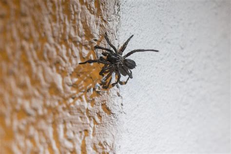 Spider mating season creeps out Crossroads residents | Goliad | victoriaadvocate.com