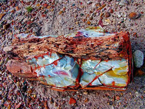 Giant Log in Rainbow Forest in Petrified Forest National Park-Arizona ...