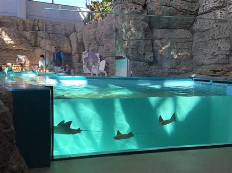 New stingray exhibit opens at Newport Aquarium