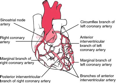 CAD | definition of CAD by Medical dictionary