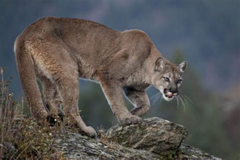 Unveiling the Secrets of Mountain Lion Hunting: Tips, Locations, and Techniques