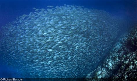 Photographing Fish Spawning Aggregations