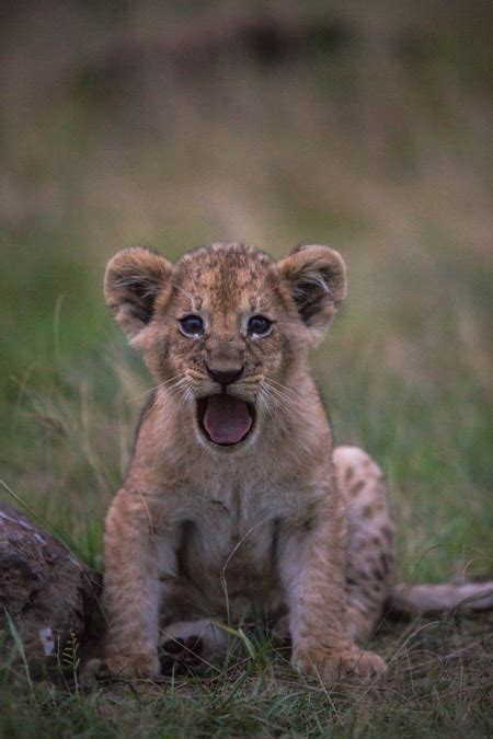 6 new lion cubs in Kenya - Africa Geographic