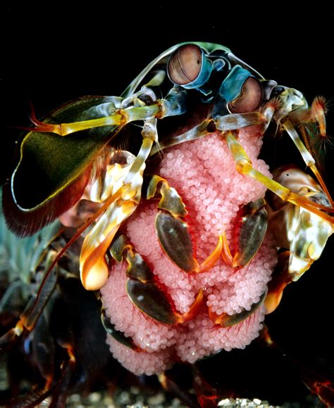 Multimedia Gallery - Female mantis shrimp with egg clutch | NSF - National Science Foundation