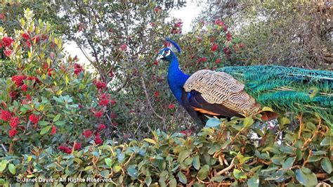 40-Peacock and toyon – Heteromeles arbutifolia-Los Angeles County ...