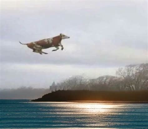 Create meme "flying dog, The dog is flying, positive dogs" - Pictures ...