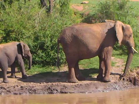 Animals gather at African watering hole