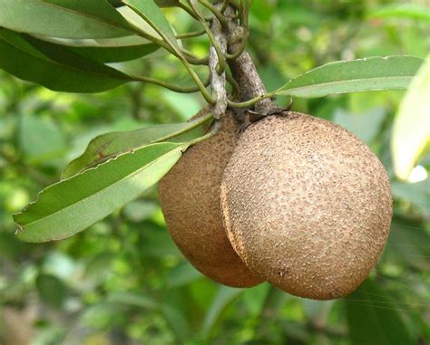 Naseberry (Cayman) - Manilkara zapota, commonly known as the sapodilla is a long-lived ...