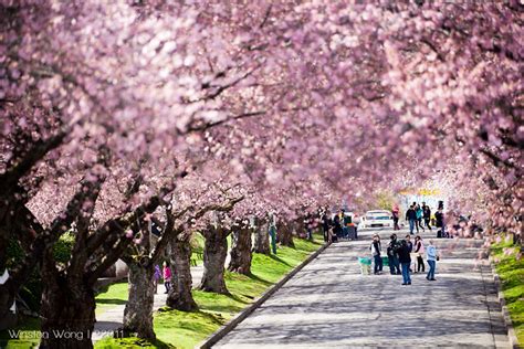 Vancouver Cherry Blossom Festival Events » Vancouver Blog Miss604