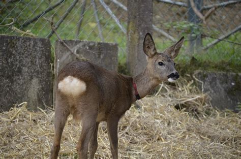 Free Images : wildlife, brown, mammal, fauna, vertebrate, roe deer, kitz, white tailed deer ...