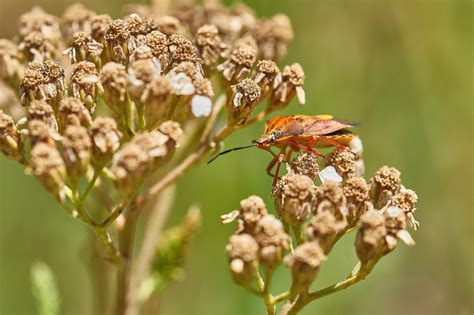 Beetle Flower Macro - Free photo on Pixabay - Pixabay