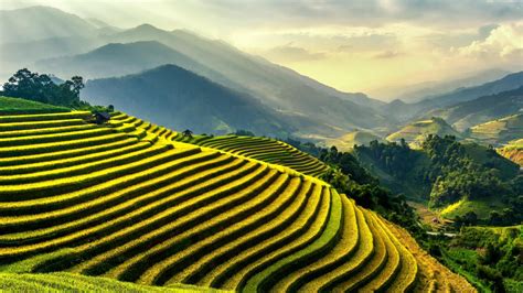 Rice Terraces · Free Stock Photo