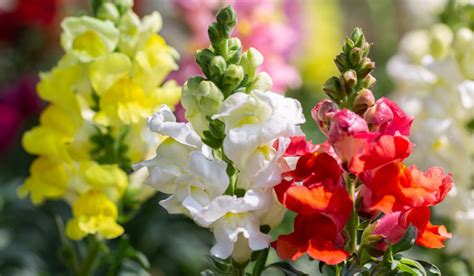 Snapdragon Flower: Facts, How to Grow, Care