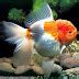 Oranda Goldfish Desktop Wallpaper - Gallery of Wallpaper