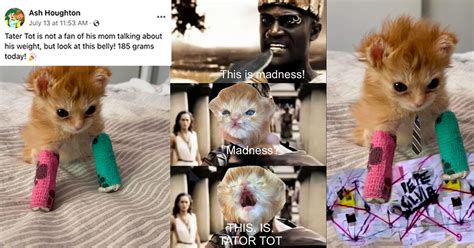 Memes of a Smol Braincell-Less Orange Kitten Named Tater Tot Have Completely Taken Over a ...