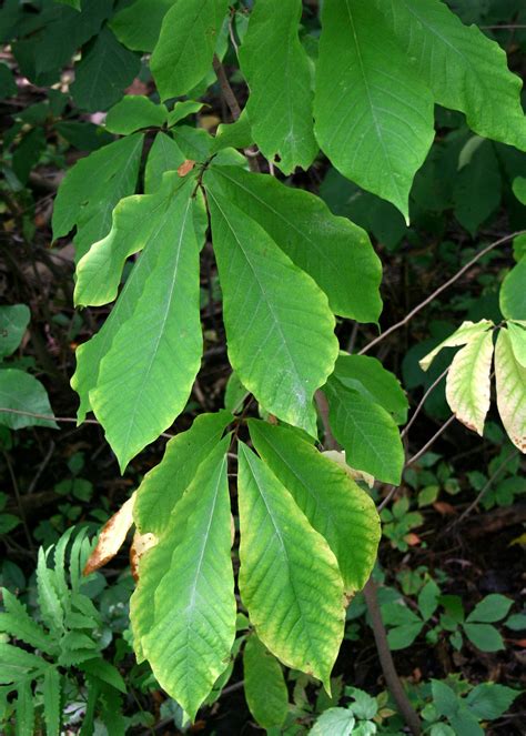 The Pawpaw - by George Hedgepeth - the Michigan Pawpaw tree, harvesting wild foods, foraging ...