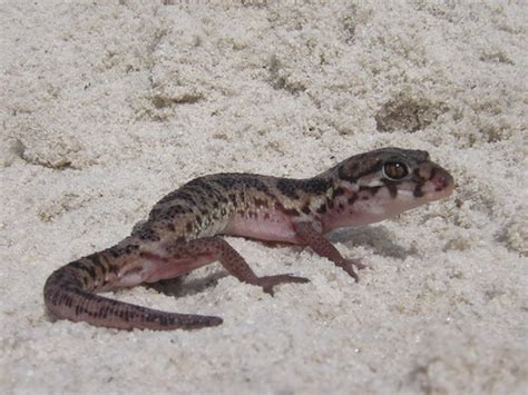 Texas Banded Gecko Facts and Pictures | Reptile Fact