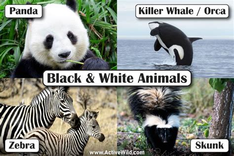 Black And White Animals List With Pictures & Interesting Facts