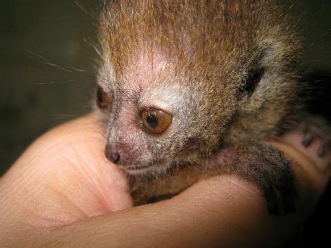 Meet a Baby Bamboo Lemur - ZooBorns