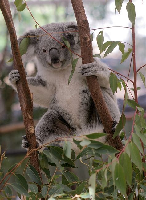 Lone Pine Koala Sanctuary - Wikipedia