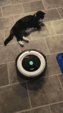 Roomba PFP - Roomba Profile Pics