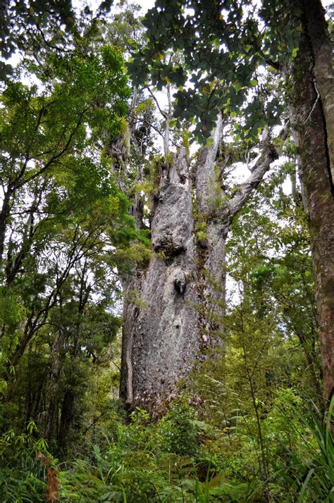 IBM ADVENTURE: Waipoua Forest : balade au pays des Kauris