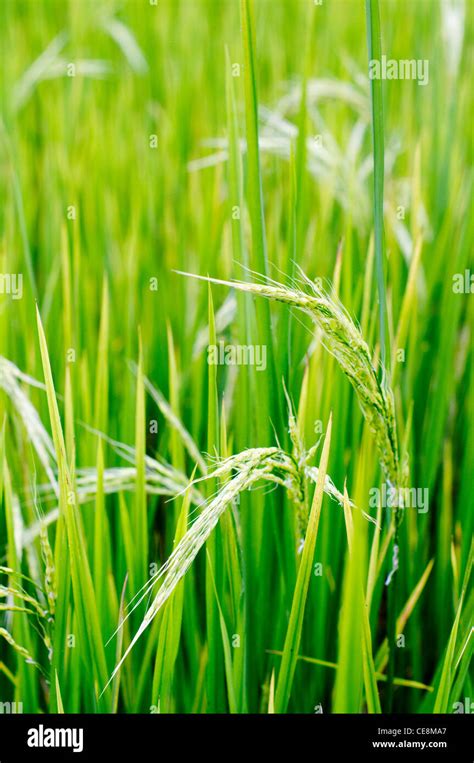 Philippines rice farm hi-res stock photography and images - Alamy