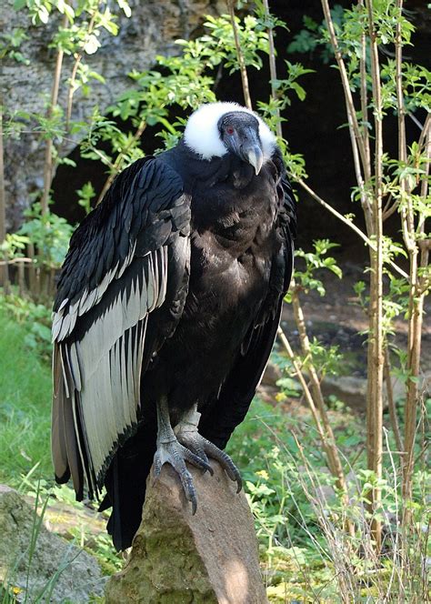 Largest Living Bird: Andean Condor |MyRokan