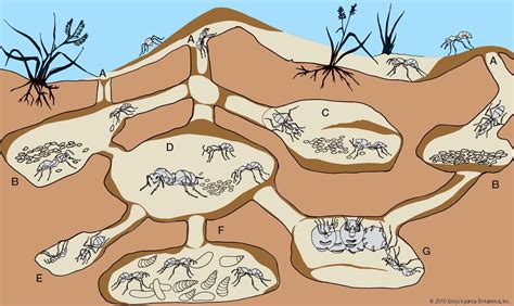 101 Proofs For God: #46 Ants | Ant colony, Ants, Science images