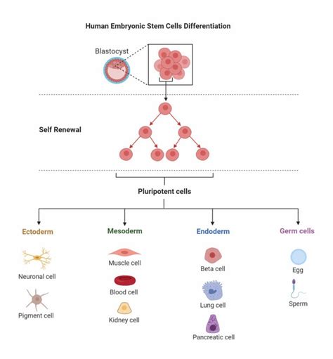 Stem Cells- Definition, Properties, Types, Uses, Challenges