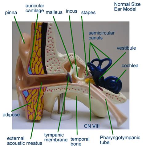 Anatomy Ear Model Labeled - Anatomical Charts & Posters